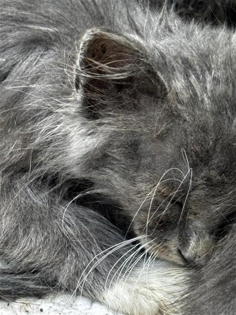 Adoptable Cat