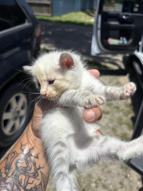 Adoptable Cat