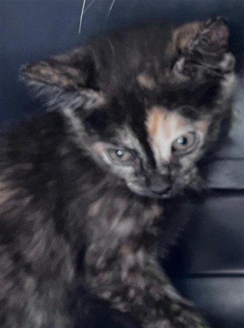 Adoptable Cat