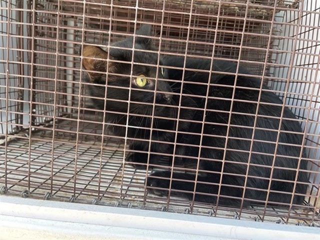 Adoptable Cat