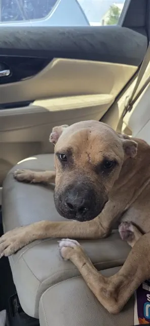 Adoptable Dog