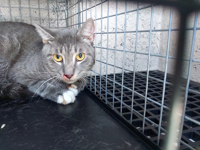 Adoptable Cat