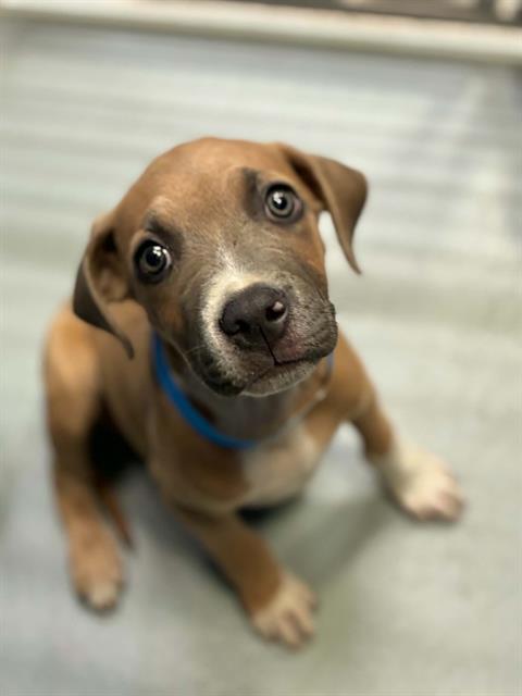Adoptable Dog