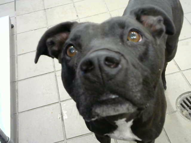 Jake