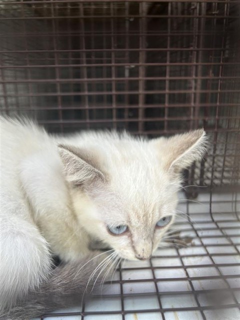 Adoptable Cat