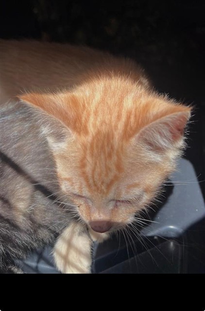 Adoptable Cat