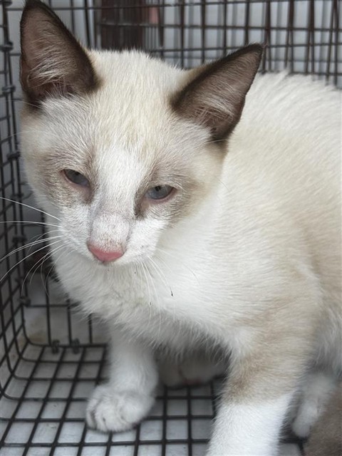 Adoptable Cat