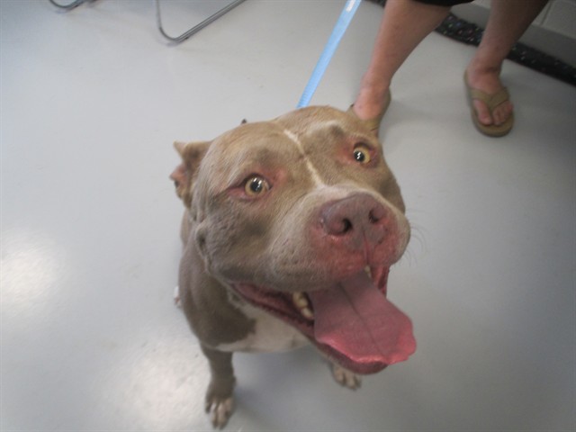 Adoptable Dog