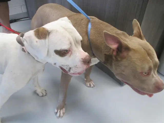 Adoptable Dog