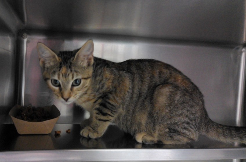 Adoptable Cat