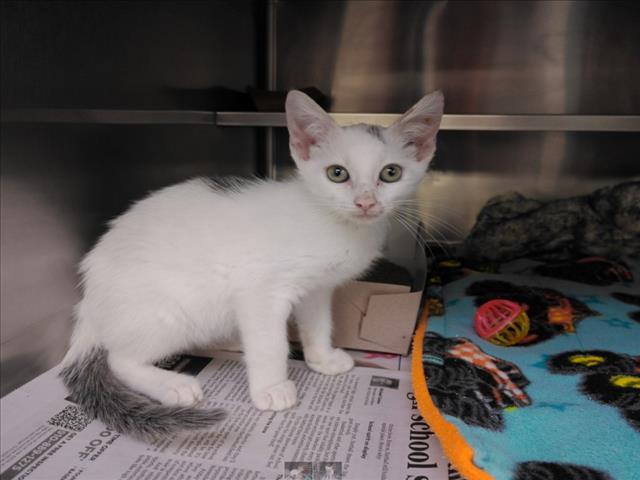 Adoptable Cat
