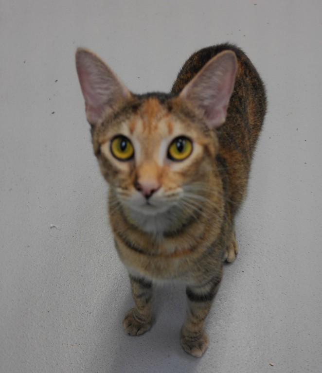Adoptable Cat