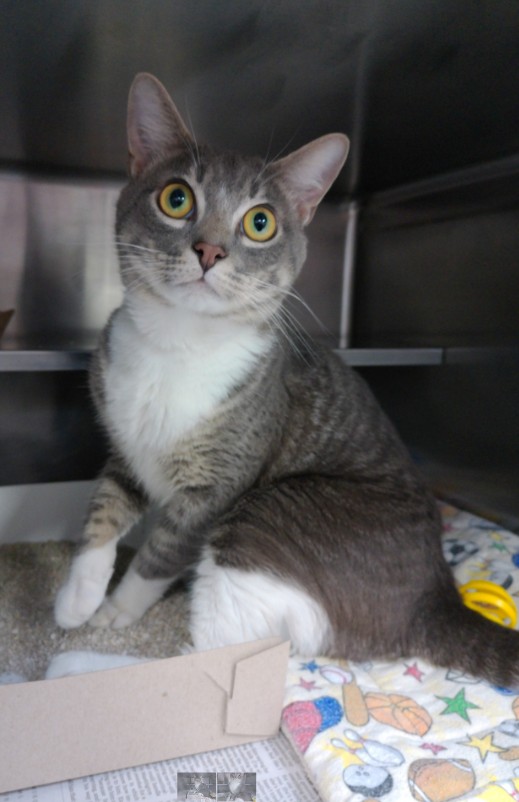 Adoptable Cat