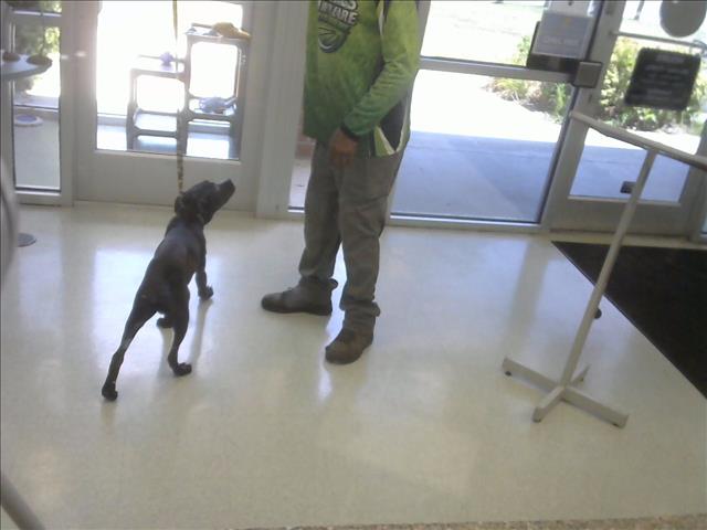 Adoptable Dog