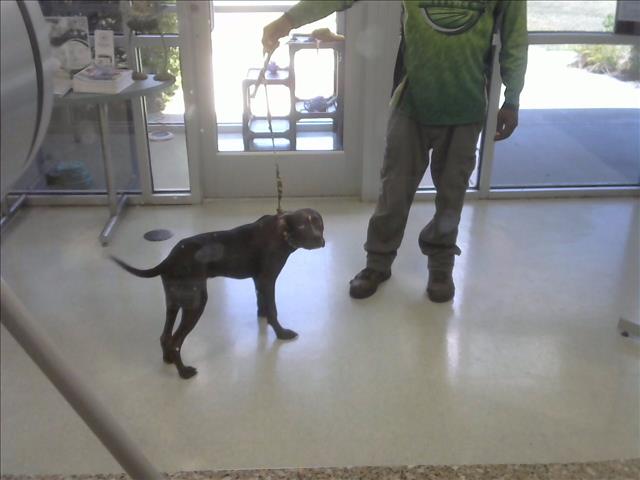 Adoptable Dog