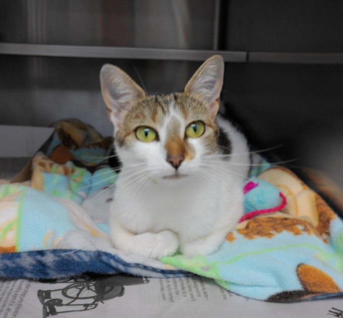 Adoptable Cat