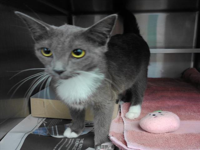 Adoptable Cat