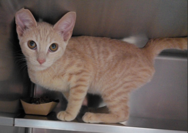 Adoptable Cat