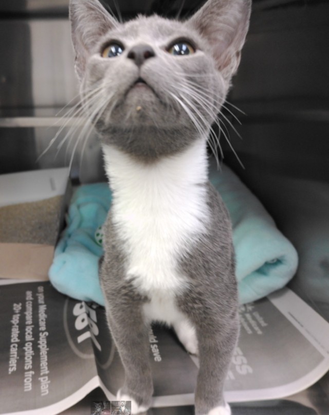 Adoptable Cat