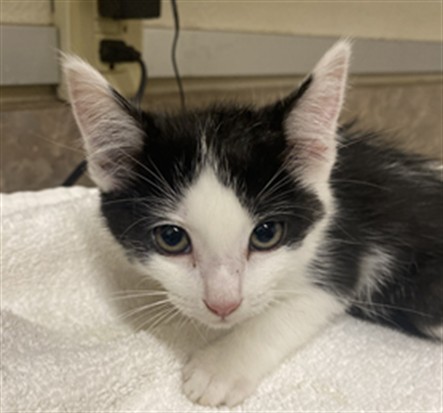 Adoptable Cat