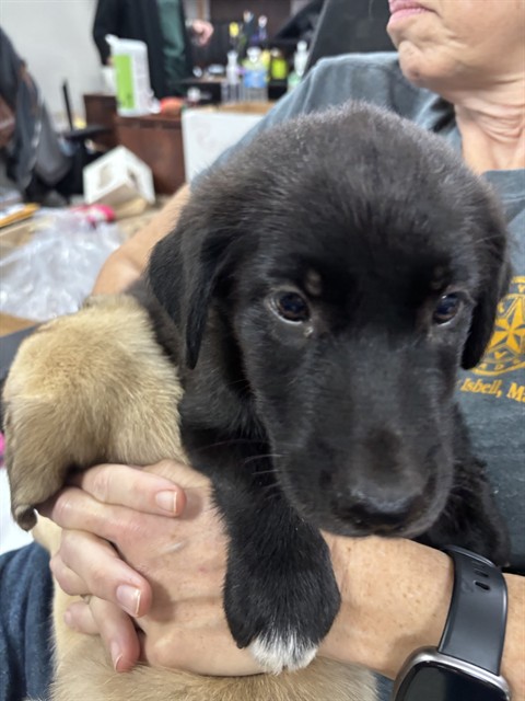 Adoptable Dog