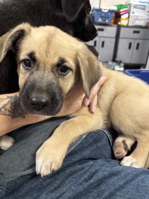 Adoptable Dog