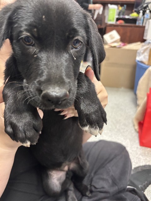 Adoptable Dog