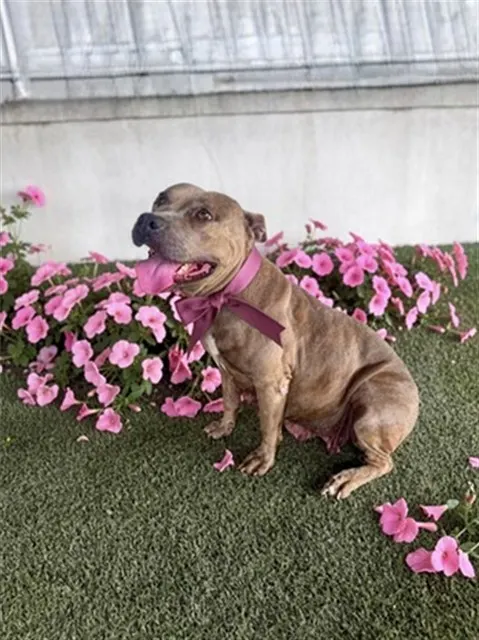 Rosie