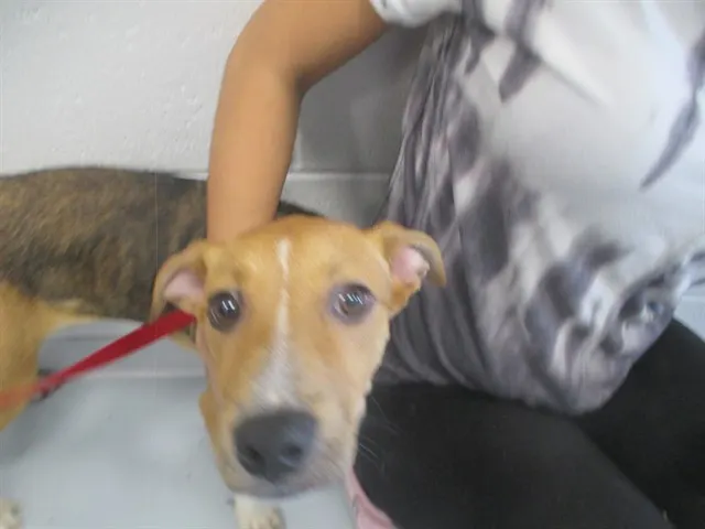 Dutchess