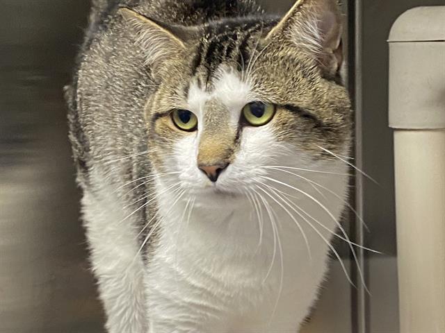Adoptable Cat