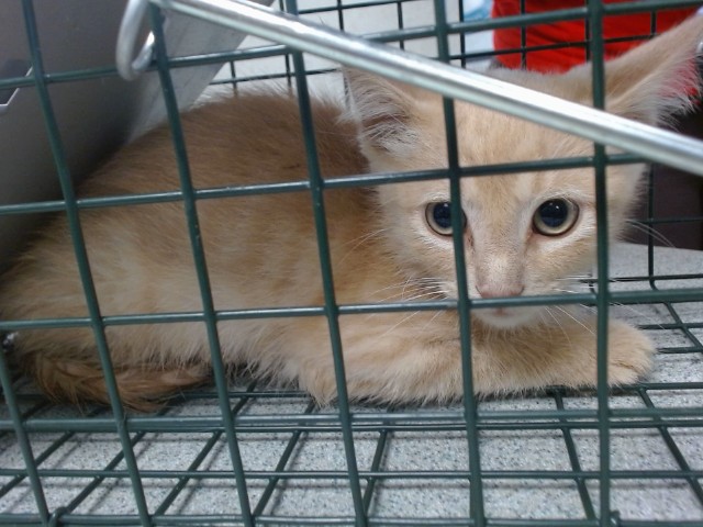 Adoptable Cat