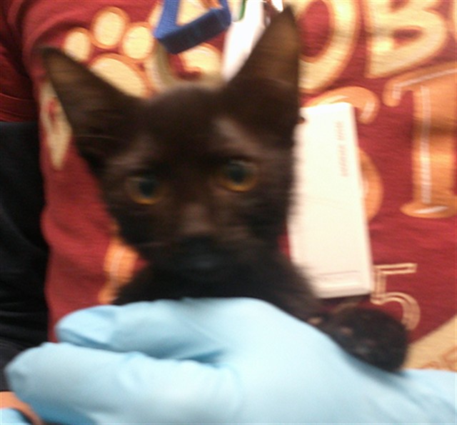 Adoptable Cat
