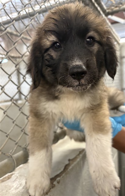 Adoptable Dog