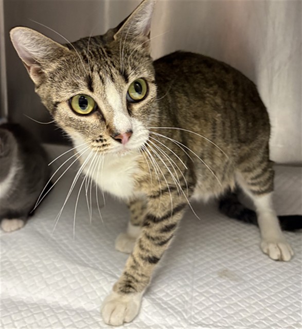 Adoptable Cat