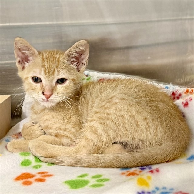 Adoptable Cat