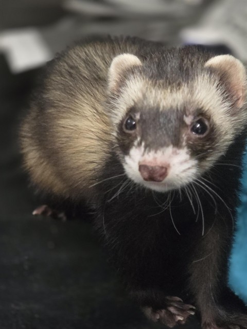 Fiona