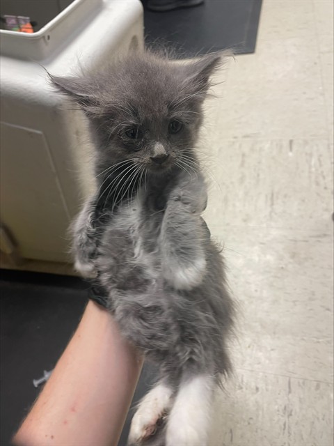 Bean