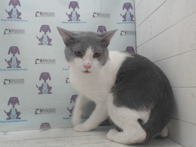 *Meow