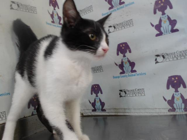 *Buddy
