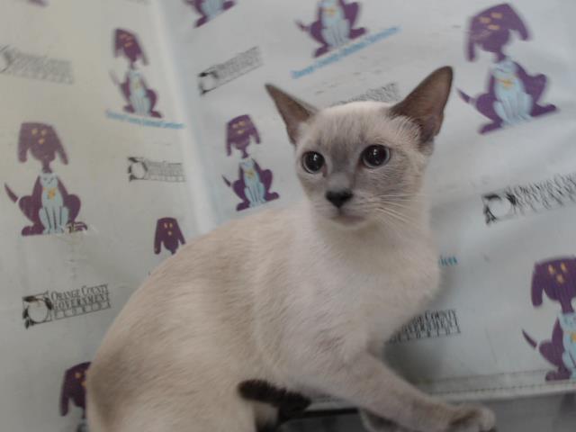 Adoptable Cat