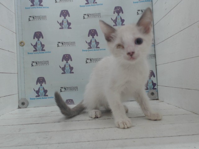Adoptable Cat