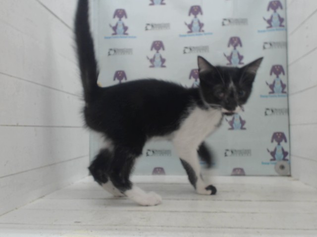 Adoptable Cat