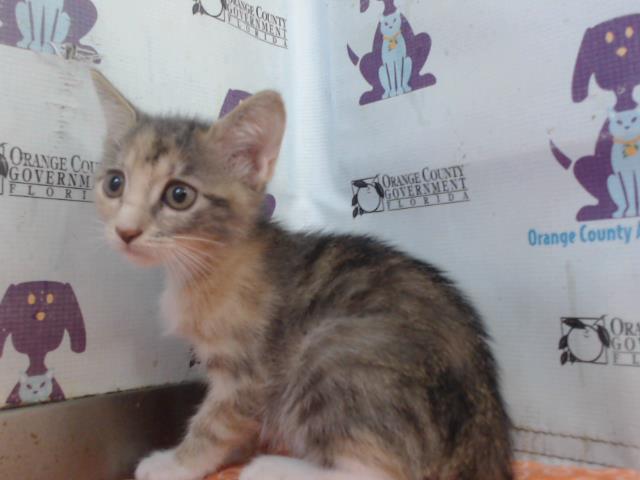 Adoptable Cat