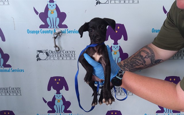 Adoptable Dog