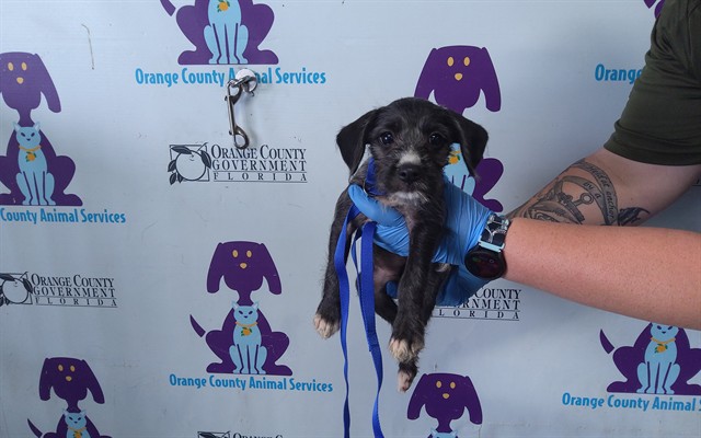Adoptable Dog