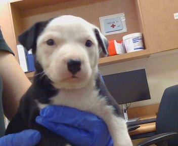 Adoptable Dog