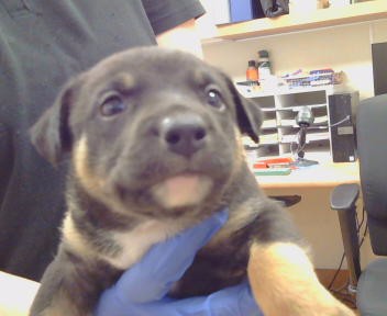 Adoptable Dog