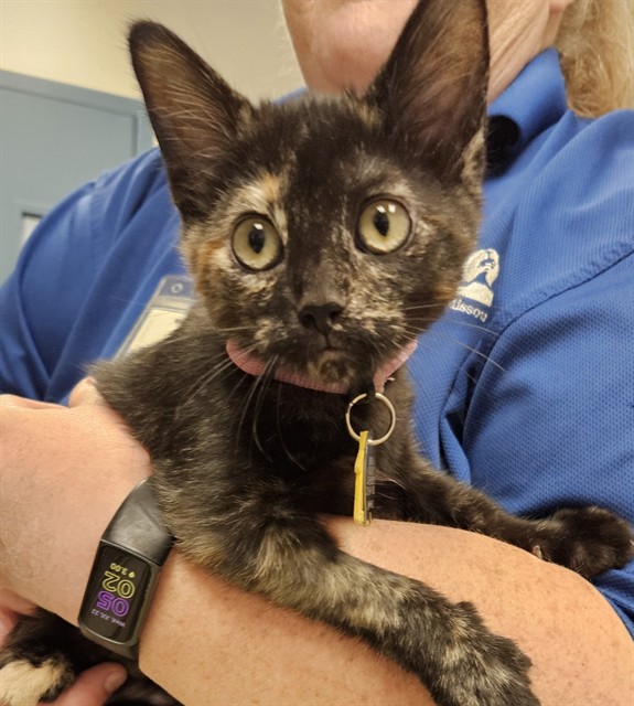 Binx