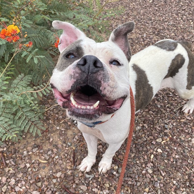 Penelope