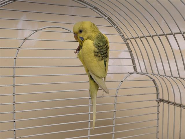 Lady Featherington